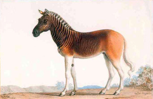 image 10.-Quagga in ciao beestjes gallery