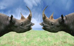 image 2.-Westelijke-zwarte-neushoorn in ciao beestjes gallery