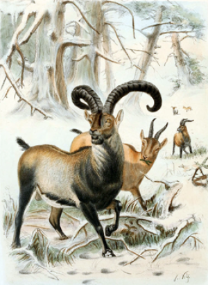 image 3.-Pyrenese-steenbok in ciao beestjes gallery
