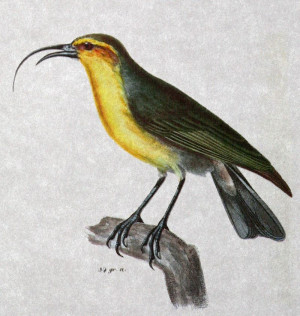 image 5.-Oahunukupuu in ciao beestjes gallery