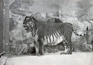 image 8.-Kaspische-tijger in ciao beestjes gallery