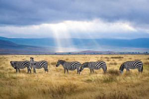 image pexels-hendrik-cornelissen-2862070 in Coronatravel Tanzania gallery