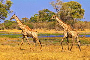 image pexels-roger-brown-5715513 in Coronatravel Tanzania gallery