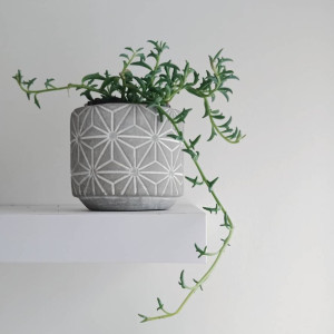 image 1 in Dolfijnenplant gallery