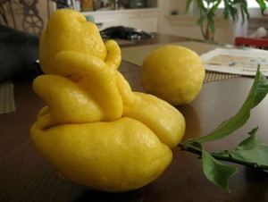image 11 in Groenten en Fruit gallery