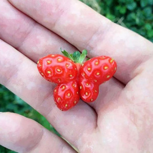 image 3 in Groenten en Fruit gallery