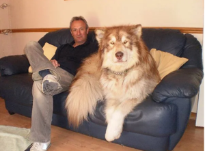 image 14 in grote honden gallery
