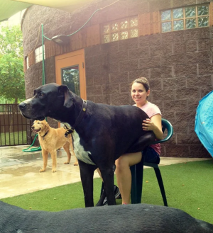 image 17 in grote honden gallery