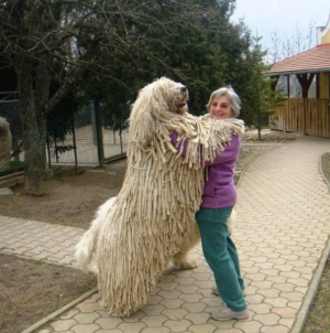 image 1 in grote honden gallery