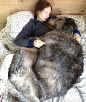 image 2 in grote honden gallery