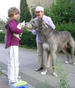 image 4 in grote honden gallery