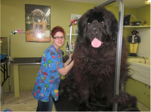 image 5 in grote honden gallery
