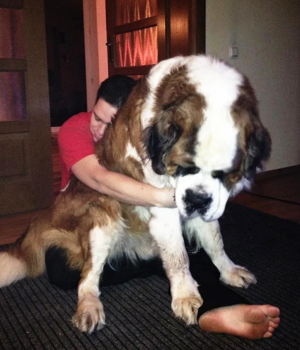 image 6 in grote honden gallery