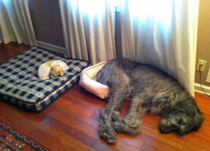 image 8 in grote honden gallery