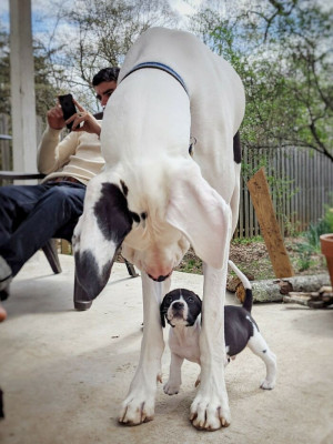 image 21 in grote honden gallery