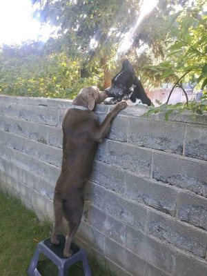 image 2 in grote honden gallery