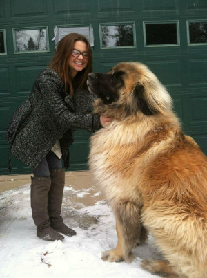 image 3 in grote honden gallery