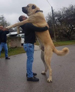 image 8 in grote honden gallery