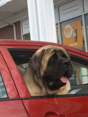 image 9 in grote honden gallery