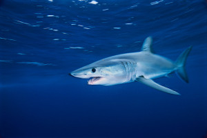 image 4 in haaien gallery
