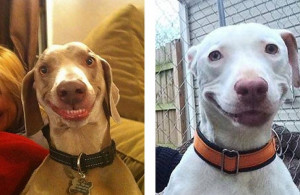 image 21-pictures-of-dogs-smiling-that-prove-the-world-2-20817-1503304328-0_dblbig-740x480 in lachen gallery