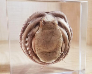 image 1 in Octopus gallery