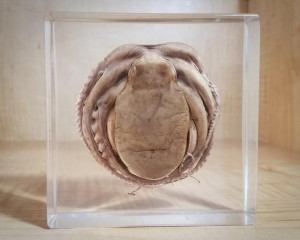 image 2 in Octopus gallery