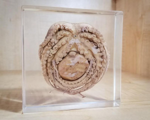 image 3 in Octopus gallery