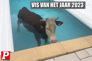 image 42 in P-memes2022 gallery