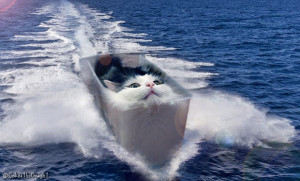 image 10 in photokat gallery