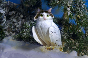 image 17 in photokat gallery