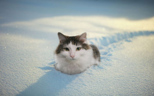 image 18 in photokat gallery