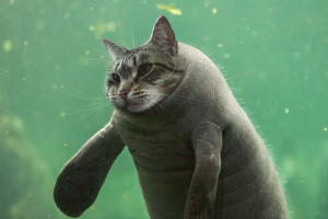 image 20 in photokat gallery