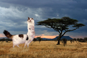 image 23 in photokat gallery