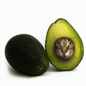 image 24 in photokat gallery