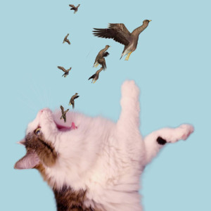 image 25 in photokat gallery