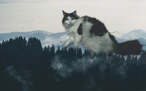 image 26 in photokat gallery