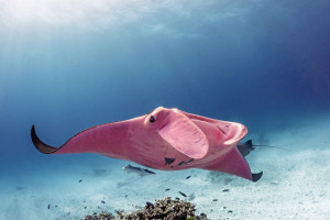 image 1 in Roze Manta gallery