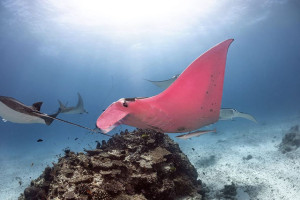 image 2 in Roze Manta gallery