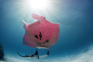 image 3 in Roze Manta gallery