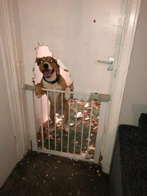 image 2 in stoute honden gallery