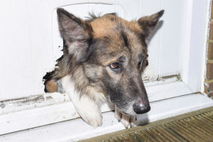 image 3 in stoute honden gallery
