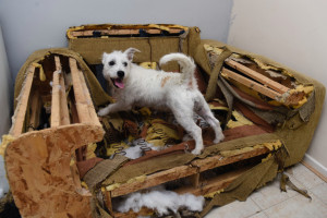 image 4 in stoute honden gallery