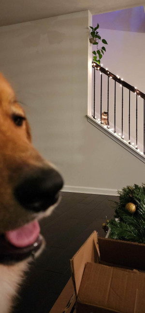 image 10 in tien 293 gallery