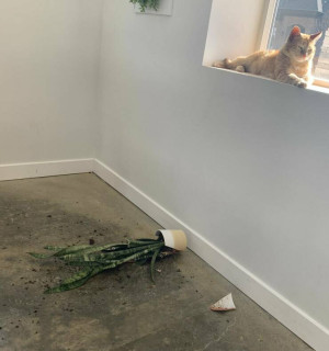 image 4 in tien 335 gallery