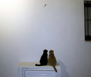 image 9 in tien 416 gallery