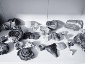 image 16 in verzamelingen gallery
