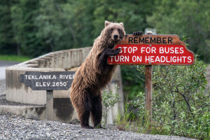 image 10 in Wildlife 2018 gallery