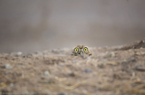 image 11 in Wildlife 2018 gallery