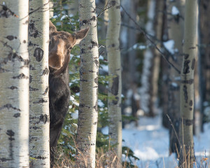 image 12 in Wildlife 2018 gallery